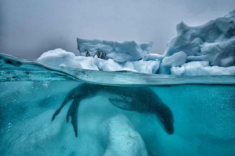 Leopard Seal, Adelie Penguin, Ocean Conservation, Whale Shark, Sea Lion, Photography Awards, Ocean Photography, Ocean Life, Marine Life