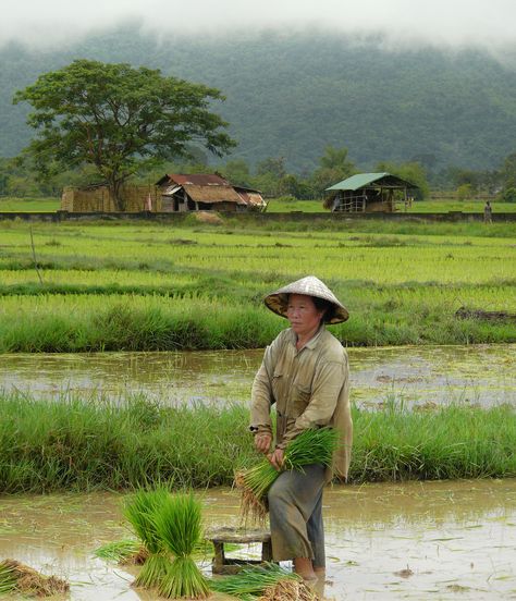 Woman Farmer in the rice field, Ban Nongvian, Champasak, Laos Kofun Period, Rice Patties, Rice Cultivation, Rice Farm, Rice Farming, Champasak, Human Population, Female Farmer, Rice Field