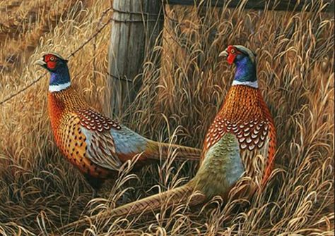 Beautiful Iowa Pheasants Ring Necked Pheasant, Quail Hunting, Hunting Art, Pheasant Hunting, Hunting Life, Bird Hunting, Game Birds, Hunting Trip, Bird Dogs