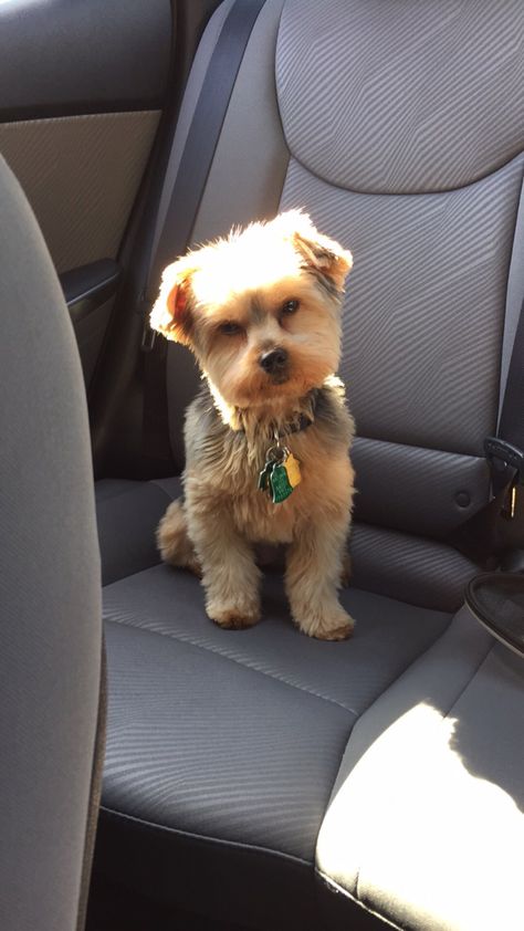 My baby's teddy bear yorkie haircut Yorkie Puppy Haircuts Female, Yorkiepoo Haircut Styles, Yorkie Poo Haircut Styles, Teddy Bear Yorkie Haircut, Yorkipoo Haircut, Yorkie Haircut Male, Morkie Haircut Hairstyles, Yorkie Haircut Teddy Bear, Yorkie Poo Haircut