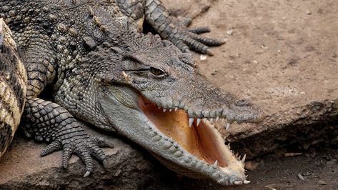 The World’s Deadliest Animals – Page 5 – 24/7 Wall St. Freshwater Crocodile, Siamese Crocodile, Crocodile Eating, Crocodile Species, Random Animals, Children In Africa, Deadly Animals, Crocodile Hunter, Saltwater Crocodile