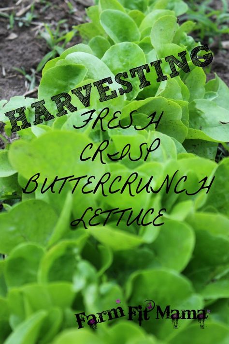 Buttercrunch Lettuce Recipes, Growing Butter Lettuce, Butter Crunch Lettuce, Lettuce Farm, Harvesting Lettuce, Garden Shack, Lettuce Garden, Buttercrunch Lettuce, How To Harvest Lettuce