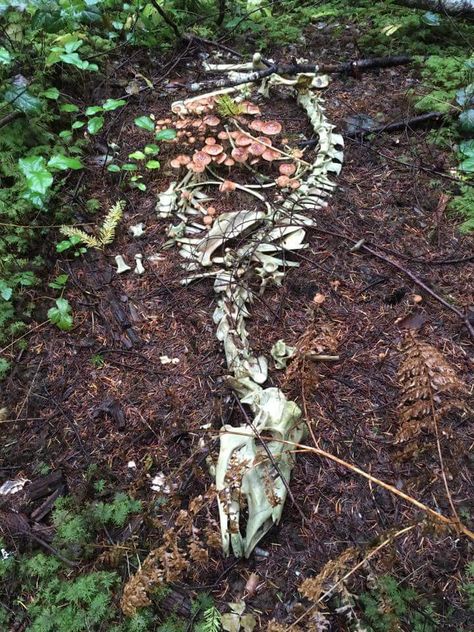 Deer skeleton with mushrooms growing within it  - photo credit: Lain Haigh Deer Photos, Ac New Leaf, Animal Skeletons, Animal Skull, Vulture Culture, Bone Art, Animal Bones, Animal Skulls, Skull And Bones