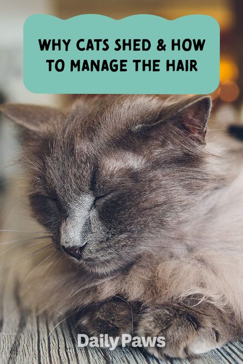 Tired of finding cat hair all over your house? Well, while there's not a way to prevent your cat from shedding, learn the ways you can manage the amount your cat sheds. #petcare #pets #pethealth #healthypets #petnutrition #petdiet #kittenhealth #puppyhealth Cat Shedding Solutions, Cat Groomer, Cat Health Care, Cat Hacks, Cat Shedding, Long Haired Cats, Short Hair Cats, Animal Nutrition, Healthy Pets