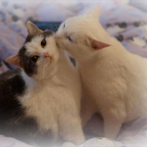 Cats Kissing, Animals Kissing, Super Cute Kittens, Kiss Funny, Kitty Kisses, Cute Kiss, Cat Couple, Japanese Dogs, Cat Cuddle