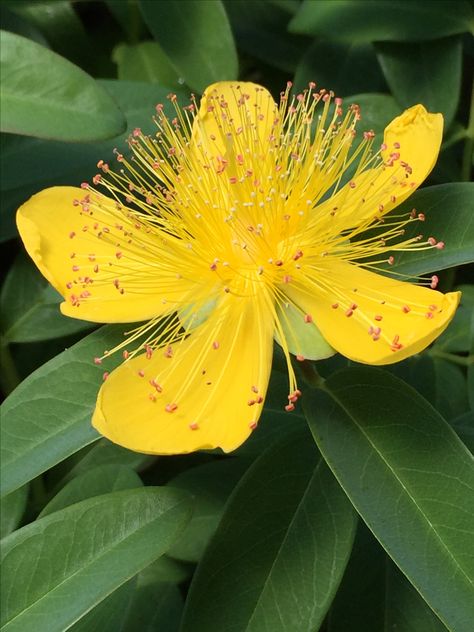 St John's Wort and bee working it St John Wort, Cottagecore Gardening, Cottagecore Garden, St John's Wort, Nature Cottagecore, Herbs Plants, St Johns, Planting Herbs, St John