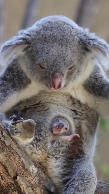 Small Monkey, Animal Antics, Unusual Animals, Cute Wild Animals, Cute Animal Photos, Cute Animal Videos, Funny Animal Pictures, Koala Bear, Cute Little Animals