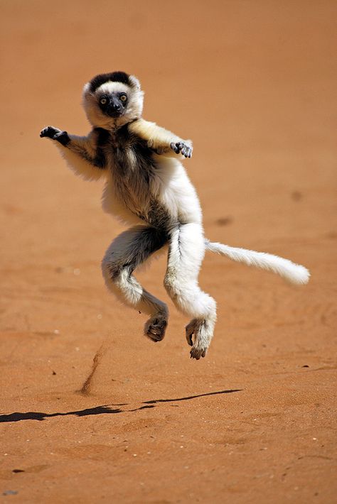 Verreaux's Sifaka - I want to see a lemur that leaps Animal Movement, Aye Aye, Nature Wildlife, Wildlife Animals, Primates, Leopards, Lynx, Holiday Destinations, 귀여운 동물