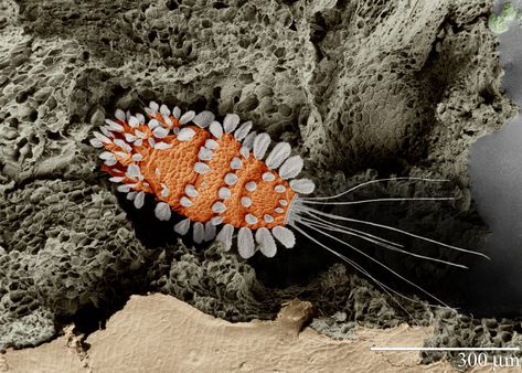 Scanning electron microscope image of the "Peacock Tea Plant Mite". Photo by… Electron Microscope Images, Scanning Electron Microscope, Microscopic Organisms, Microscopic Photography, Micro Photography, Microscopic Images, Electron Microscope, Microscopes, Beautiful Bugs