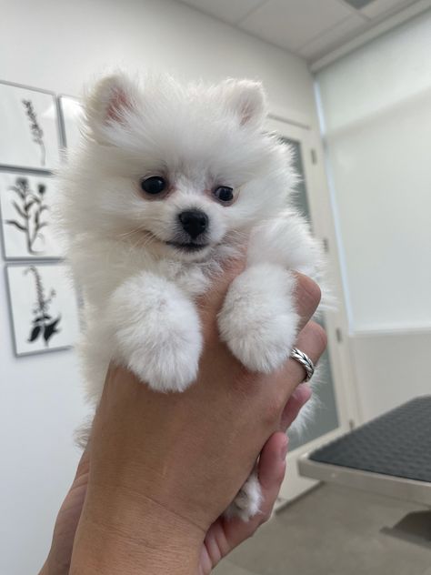 White Pomeranian Puppies, Pomeranian For Sale, White Fluffy Dog, Baby Collage, Boxer Dog Puppy, Pomeranian Puppies For Sale, Puppy Litter, Cute Fluffy Dogs, White Pomeranian