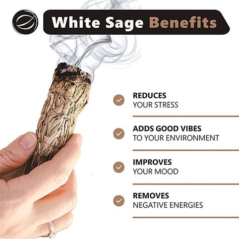 White Sage Benefits, White Sage Incense, Smudging Bowl, Sage Benefits, Smudging Prayer, Sage Smudge Sticks, Burning Sage, Sage Smudging, Sacred Plant