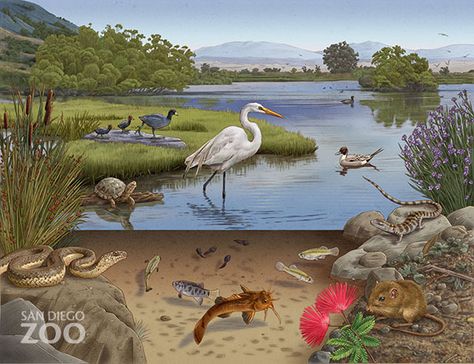 California Wetlands by Tracy Sabin, via Behance Animal Infographic, Animal Habitat, Science Illustration, Power Rangers Art, Pond Life, Nature Museum, Animal Habitats, Landscape Background, Forest Animals