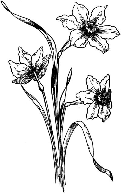 Jonquils Jonquil Flower, Bulbous Plants, Art Nouveau Flowers, Illustration Vintage, Birth Month Flowers, Fragrant Flowers, Vintage Illustration, Flower Drawing, Flower Tattoo