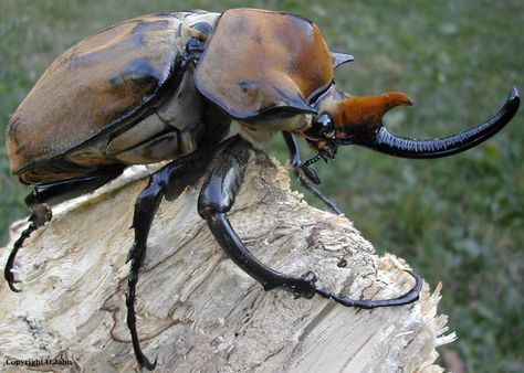 Elephant Beetle Elephant Beetle, Rhinoceros Beetle, South American Rainforest, Rhino Beetle, Cool Insects, Insect Collection, Cool Bugs, Stag Beetle, Beautiful Bugs