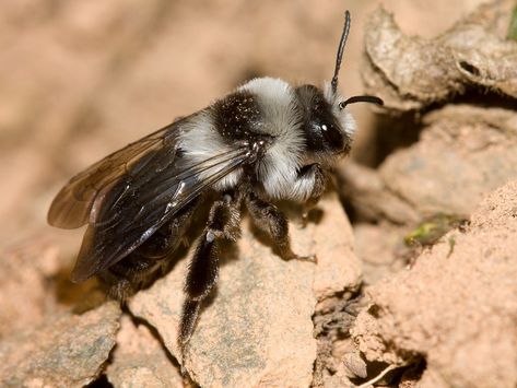 One of Ireland's largest and most impressive solitary mining bees. Ashy Mining Bee, Bees And Wasps, Insects, Bee