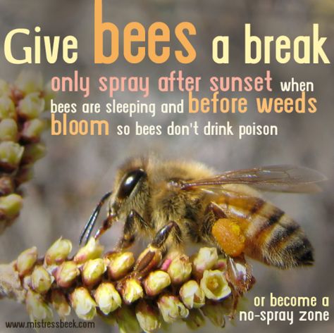 Honey Bee Facts, Urban Beekeeping, Bee Friendly Plants, Bugs Preschool, Backyard Bee, Bee Friendly Garden, Backyard Beekeeping, Mail Ideas, Planting Ideas