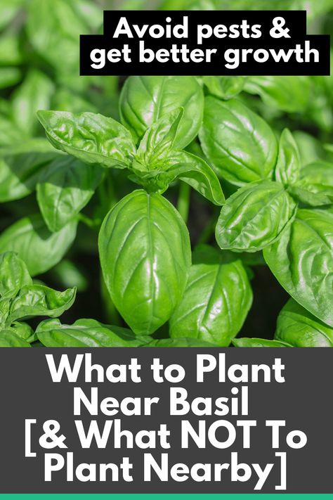 Growing Basil Outdoors, Pollinator Activity, Herb Companion Planting, Basil Growing, Basil Garden, Rose Companion Plants, Companion Planting Guide, Best Companion Plants, Companion Planting Chart