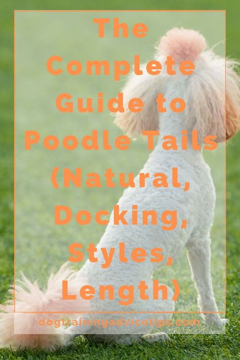 There are a wide variety of Poodle tail types and you may be looking into the many options. Here is the complete guide to Poodle tails! #dogtrainingadvicetips #dogtips #dogs #dogfacts Poodle Tail, Tail Types, Better Relationship, Dog Training Advice, Train Your Dog, Dog Facts, Dog Care Tips, How To Train, Dog Trainer