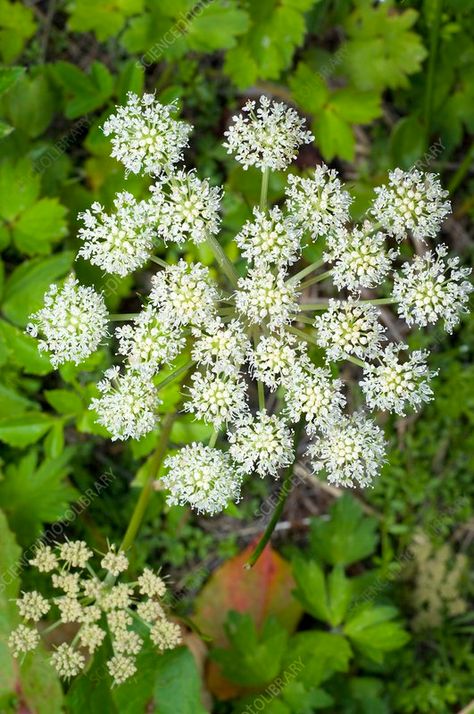 Angelica Leaves, Angelica Plant, Angelica Root Witchcraft, Angelica Plant Flower, Tuberose Angelica, Angelica Flower, Buttercup Tattoo, Wildlife Gardening, Queen Annes Lace