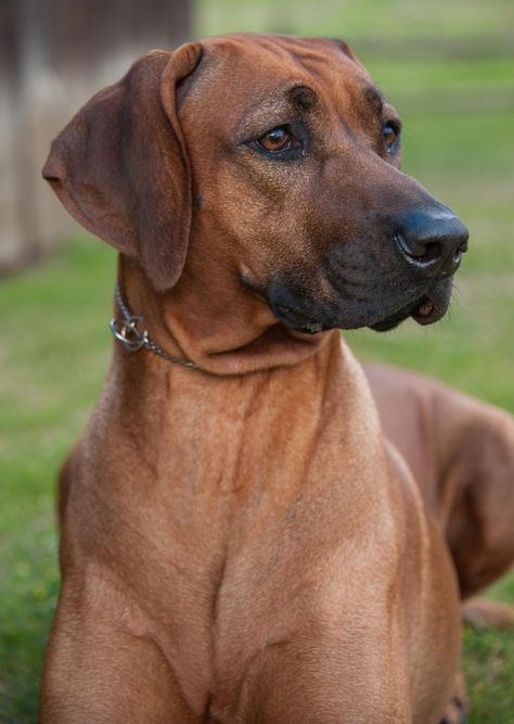 Ridgebacks are protective of children and other household members. These are excellent natural watchdogs and family protectors, but they do need to know that the caregiver is in charge. ... Rhodesian ridgebacks are extremely clean dogs with little odor and minimal shedding Rhodesian Ridgeback Puppies, Rhodesian Ridgeback Dog, Big Dog Breeds, Lion Dog, Rhodesian Ridgeback, Big Dog, Hunting Dogs, Canine Companions, Zimbabwe