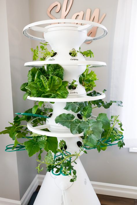 Lettuce Grow Indoor Growing: Week 3 Update Indoor Vegetable Garden, How To Harvest Cilantro, Lettuce Grow, Cucumber Flower, Broccoli Plant, Growing Food Indoors, Fungus Gnats, Zucchini Plants, Indoor Vegetables