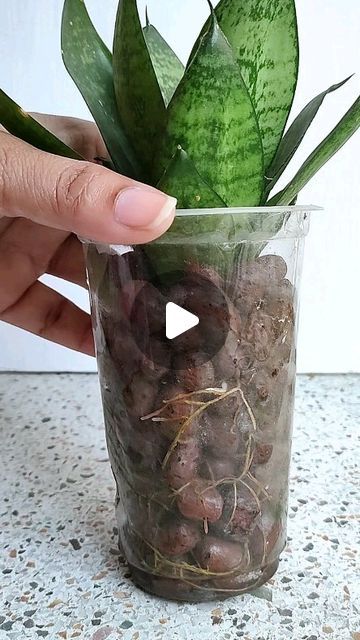 Dola Biswas on Instagram: "Sansevieria Roots Growth in Clay Balls (LECA)
.
.
.
#sansevieria #roots #clayballs #leca #plants #plantreels #gardening #homegardening #instagramreels" Clay Balls For Plants, Leca Plants, Home And Garden, Plants, On Instagram, Instagram