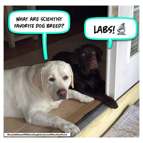 Favorite dog breed scientist Labrador Lab pun joke humor funny meme Cute Labrador Puppies, Love Puns, Puns Jokes, Spirit Animals, Dog Adventure, Lab Puppies, Labrador Puppy, Humor Funny, Funny Love