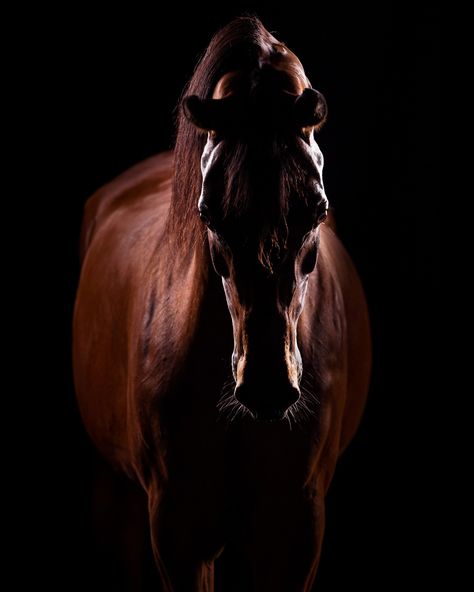 For my Pegasus Retreat, I always set up a studio and show my students the magic that can be made with lighting. ⁠ ⁠ This is also a chance for me to experiment and improve my lighting skills as well! This year, I bought new lights, backdrop, and softboxes and changed how I set the lights. I couldn't be happier with the results!⁠ ⁠ The best part? Hearing my students say after this session, "I believe I can do this!" ⁠ ⁠ This beautiful horse is Charlotte, a stunning purebred Arabian mare owned b... Horse Fine Art Photography, Horse Studio Photography, Horse Photography Art, Lights Backdrop, Beautiful Horse, Equine Photography, Photographic Studio, Horse Coloring, Be Happier