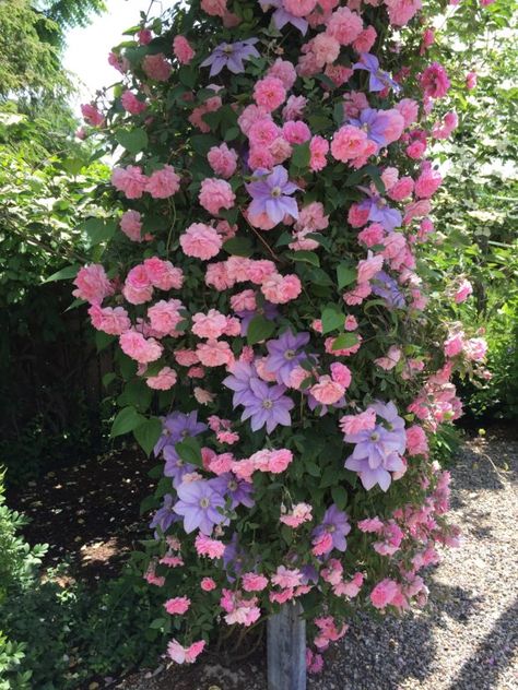 Monica Rose, John Davis, Climbing Flowers, Garden Works, Climbing Rose, Garden Vines, Cottage Garden Design, Garden Wallpaper, Garden Shrubs