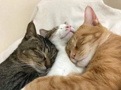 Three Cats Together, 3 Cats Together, What Is Pinterest, Cat Cuddle, Comedy Video, Three Cats, Söt Katt, Cat Sleeping, Cats Love