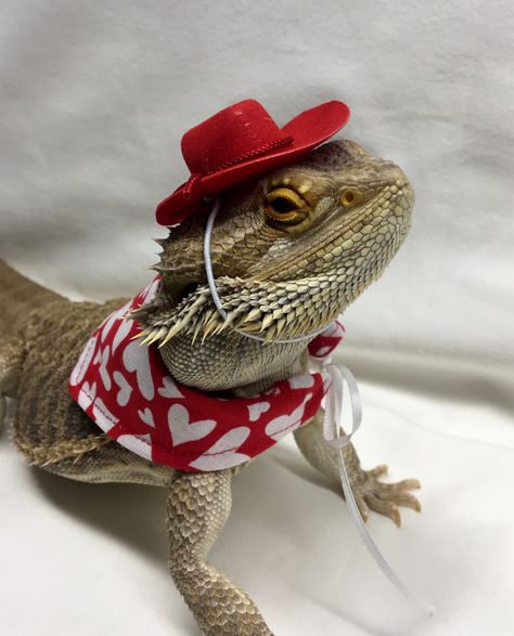 Excited to share this item from my #etsy shop: #Valentine's #Bearded #Dragon #Attire #Clothes #Reptile Valentines #Hat and #Bandanna Bearded Dragon Clothes, Bearded Dragon Diy, Bearded Dragon Habitat, Valentine Hats, Baby Bearded Dragon, Diy Beard, Bearded Dragon Cute, Bearded Dragon Care, Dragon Hats