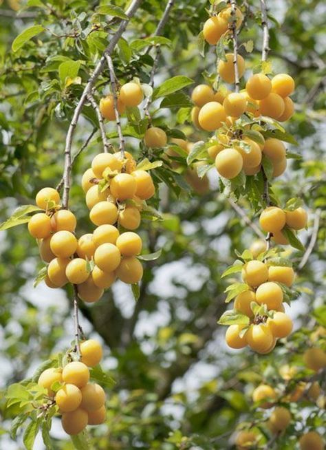 Yellow Damson Recipes: Yellow Bullace Chutney Recipe UK Plum Recipe, Egg Plants, Goblin Market, Fruit World, Prune Fruit, Wild Plum, Unique Fruit, Chutney Recipe, Fruit Photography