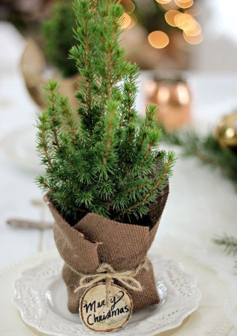 Fabulously Festive Winter Wedding Favour Ideas Easy Hostess Gifts, Amazing Christmas Trees, Winter Wedding Favors, Christmas Dinner Party, Large Christmas Tree, Xmas Deco, Christmas Tree Inspiration, Christmas Party Favors, Natural Christmas