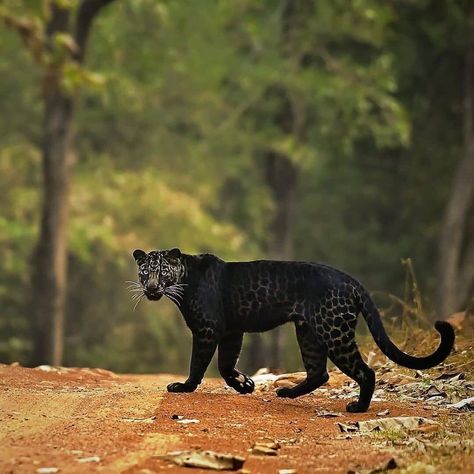 Wild Life 🐾 on Instagram: “Melanistic Panther or Leopard in Tadoba National Park #wildlifeclips Follow @wildlifeclips for more amazing content! 📸 𝗖𝗿𝗲𝗱𝗶𝘁 :…”