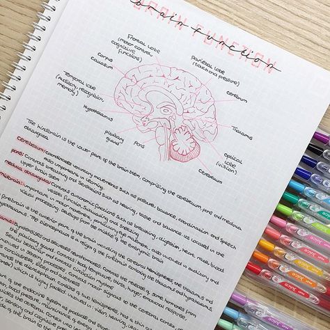 Brain structure and function notes I have such a busy week ahed ! Just finished lectures then we each had a presentation to our tutor group  I have two 6 hour labs ( we have to dissect rats this week ) and lectures everyday too  #studyblog #studyblogger #studyblr #studentlife #motivation #studysession #studywithme #studybreak #stationary #stationarygram #stationaryaddict #stationaryobsessed #productivity #studymotivation #inspire #satisfying #notes #notesgram #studygram #univer... Brain Notes, Psychology Notes, Notes Aesthetic, Handwriting Analysis, Brain Structure, College Notes, Bullet Journal Notes, Medical School Motivation, Science Notes