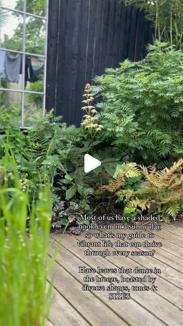 Garden Design and project management. on Instagram: "Save for plant suggestions in the shade: My top 5 plants for an area of the garden that only an hour or two of sunshine: 1. Copper Shield Fern - Dryopteris erythrosora 2. Heucheras 3. Rodgersia (likes the damp too) 4. Sorbaria sorbifolia ‘Sem’  5. Japanese Anemones" Dryopteris Erythrosora, Japanese Anemones, Japanese Anemone, The Shade, Anemone, Project Management, Fern, The Garden, Garden Design