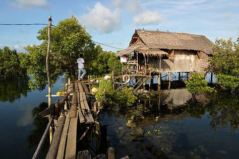 723 Swamp House Photos and Premium High Res Pictures - Getty Images Swamp Hut, Swamp Architecture Design, Mangrove Swamp House, Swamp Photos, Louisiana Swamp House, Sleepy Bear, Off Grid Survival, E Photo, Landscape Concept