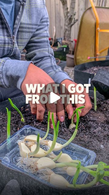 Garlic Gardening, Garlic Sprouts, Planting Garlic, Mid July, Gardening 101, Grow Bags, Top Soil, Fish Bone, May I