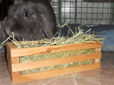 Best Hay Racks Hay Rack For Rabbits, Rabbit Hay Feeders Diy Ideas, Payday Candy Bar, Bunny Farm, Hay Rack, Guinea Pig Diy, Rabbit Treats, Hay Racks, Rabbit Hay