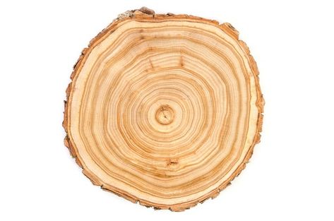 Tree Trunk Slices, Tree Texture, Tree Slice, Tree Slices, Wavy Pattern, Concentric Circles, Tree Trunks, Cross Section, Wood Tree