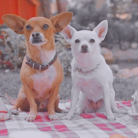 Chloe Beverly Hills Chihuahua, Beverly Hills Chihuahua Aesthetic, Beverly Hills Chihuahua, Talking Dog, Dog Movies, Childhood Movies, Chihuahua Dogs, Disney Films, Animals Of The World