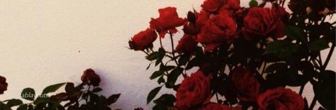 Rosé Header, Flower Header, Twitter Cover Photo, Timeline Cover Photos, Facebook Header, Header Tumblr, Cute Twitter Headers, Parents Room, Aesthetic Roses