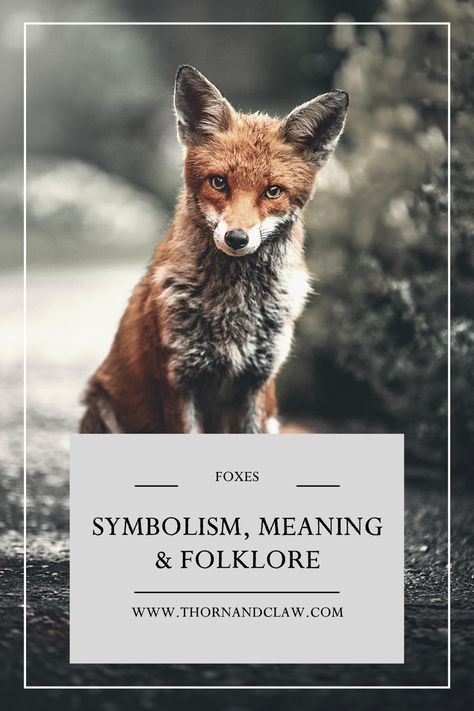 Fox meaning and symbolism Fox Personality, Fox Meaning, Spirit Animal Fox, Fox Symbolism, North Mythology, British Folklore, Clever Tattoos, Ancient Celts, Infp Personality