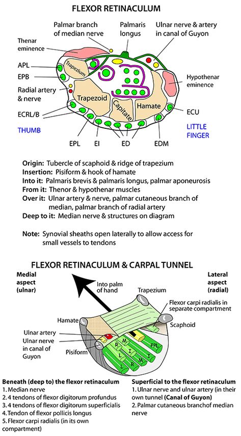 Instant Anatomy - Upper Limb - Areas/Organs - Forearm - Anterior Flexor retinaculum Anatomy Upper Limb Notes, Upper Limb Anatomy Notes, Muscles Of Upper Limb, Anatomy Of The Body, Upper Limb Anatomy, Physical Therapy School, Radiology Imaging, Anatomy Bones, Gross Anatomy