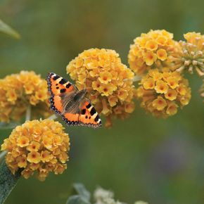 Buddleja globosa California Coastal Decor, Country Coastal Decor, Ball Flowers, Coastal Entryway, Coastal Landscaping, Coastal Architecture, Farmhouse Landscaping, Coastal Gardens, Butterfly Bush