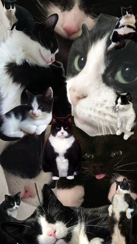 tuxedo cats #cat Wall Collage Decor, Tuxedo Cats, Tuxedo Cat, Dog Boarding, Cat Wallpaper, Lock Screen Wallpaper, Wall Collage, Art Wallpaper, Cute Cats