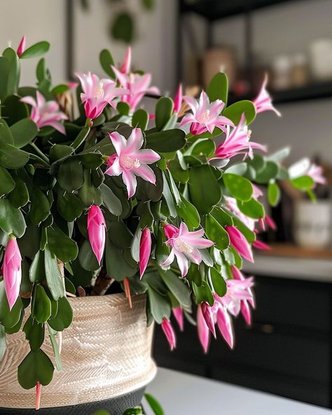 Master the art of propagating: Grow your own Christmas cactus from cuttings with this step-by-step guide Christmas Cactus Propagation, Christmas Cactus Plant, Holiday Cactus, Diy Bead Embroidery, New Roots, Cactus Plant, Christmas Cactus, Flower Display, Plant Collection