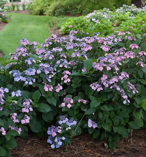 A continuous blooming variety with clusters of lacy, long lasting blooms. The blooms are pink or blue in different soil pH. It adds summer color to the front of borders and to foundation plantings. It is cold hardy and a reliable bloomer year after year. Tuff Stuff Hydrangea, Mountain Hydrangea, Nikko Blue Hydrangea, Camellia Plant, Hydrangea Serrata, Large Hydrangea, Hydrangea Leaves, Hydrangea Arborescens, Shade Garden Plants