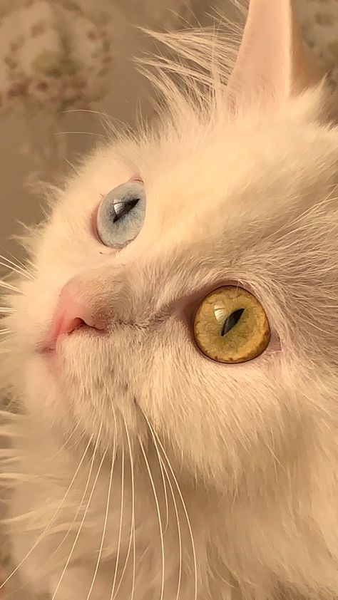 Cat Eye Picture, Cat With Blue And Green Eyes, White Cat With Blue And Green Eyes, White Cat Green Eyes Aesthetic, Cat Eyes Aesthetic, White Cat Wallpaper, Blue Eye Cat, White Cat With Green Eyes, White Cat Aesthetic