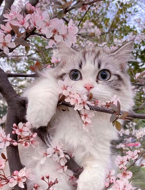 Persian Cat Wallpaper Gatos, Cat Themed Gifts, Cat Flowers, Cute Cat Wallpaper, Cute Cats Photos, Cat Photography, Cat Decor, Cat Aesthetic, Cat Wallpaper